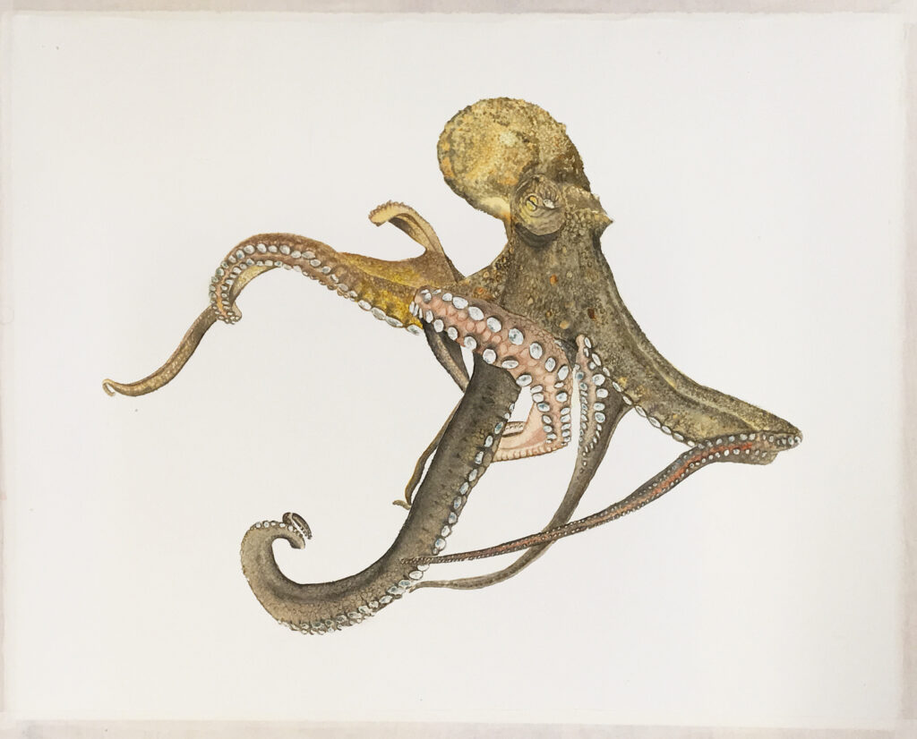 octopus